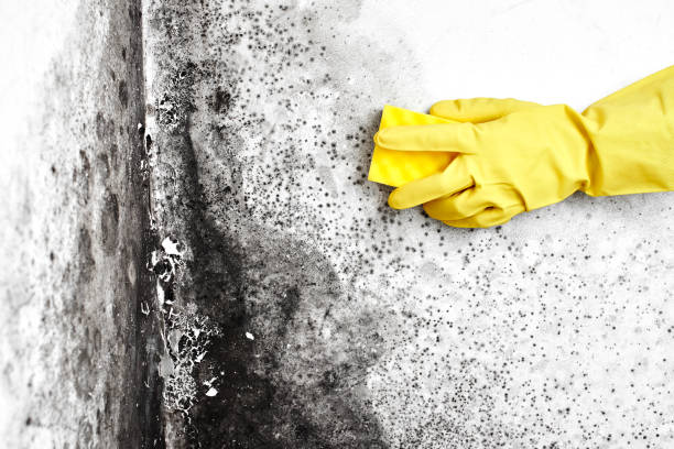 Mold Removal Process in Glenview, IL
