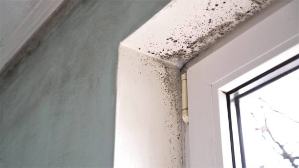 Best Residential Mold Removal  in Glenview, IL