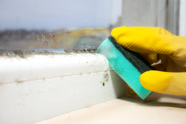 Professional Mold Removal in Glenview, IL