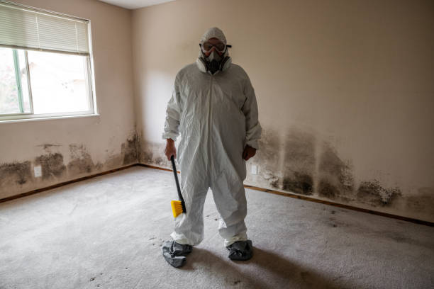Best Attic Mold Removal  in Glenview, IL