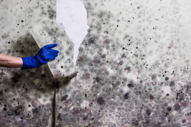 Best Mold Removal Process  in Glenview, IL