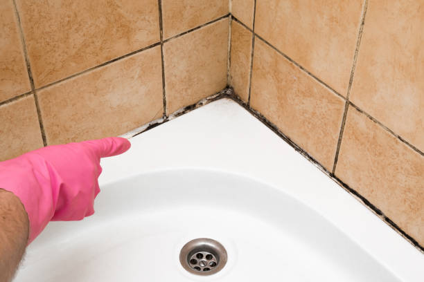 Mold Removal Process in Glenview, IL